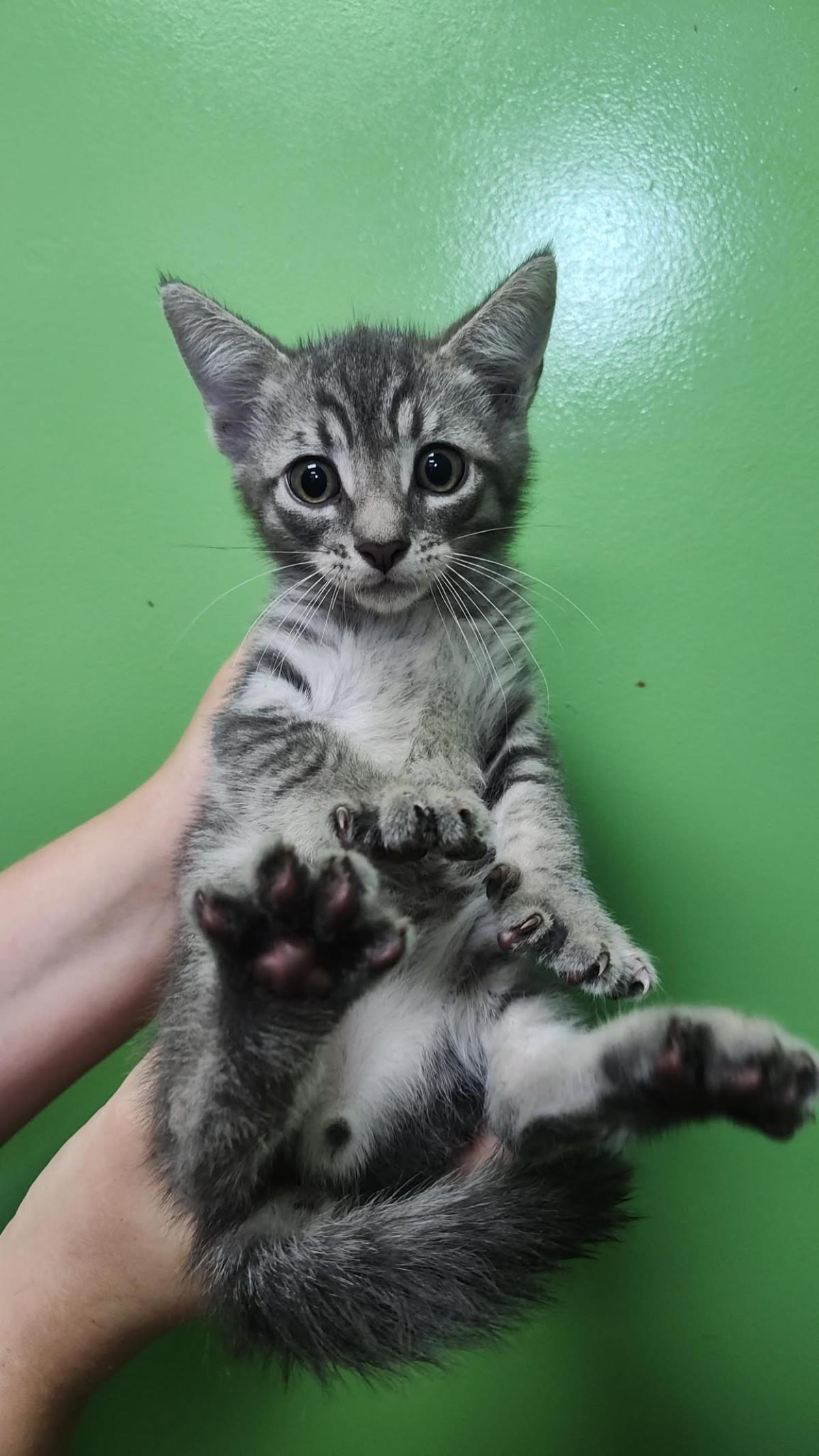 Dougie