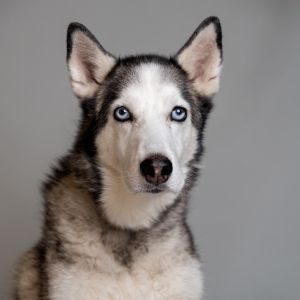 Chloe, Adult Female Siberian Husky