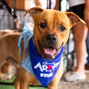 Booger, Adult Male Mixed Breed
