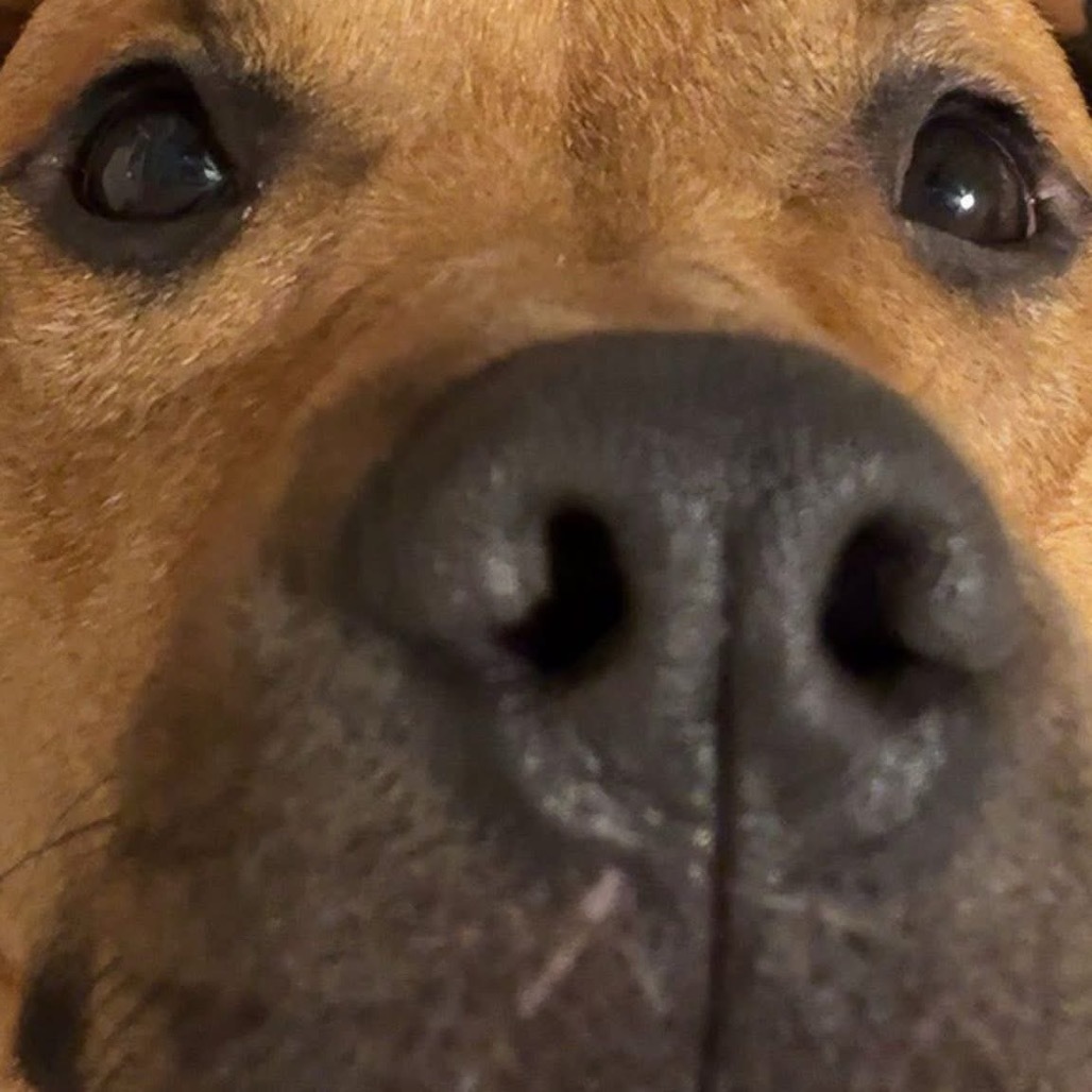 Booger
