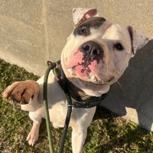 Compton, Adult Male Pit Bull Terrier