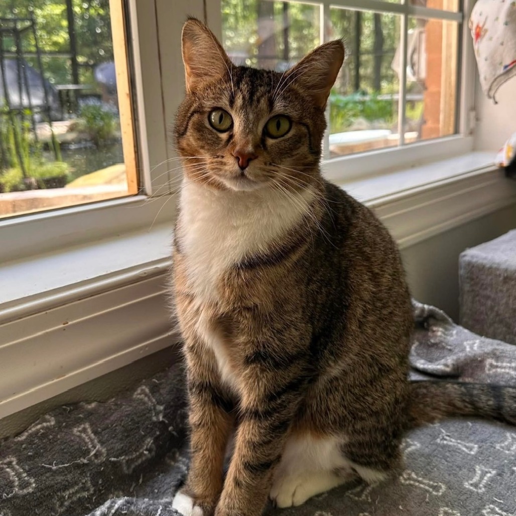 Phoebe