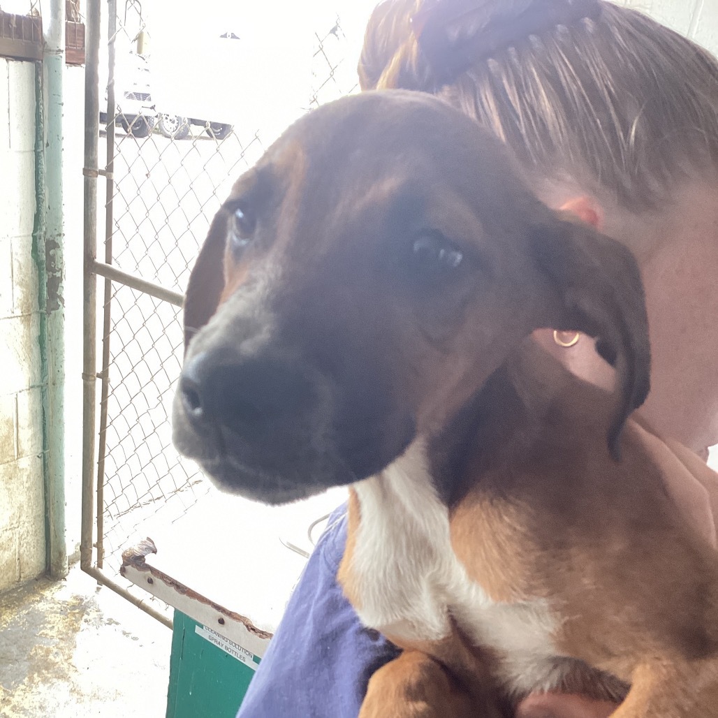 Mari, an adoptable Mixed Breed in Volcano, HI, 96785 | Photo Image 2
