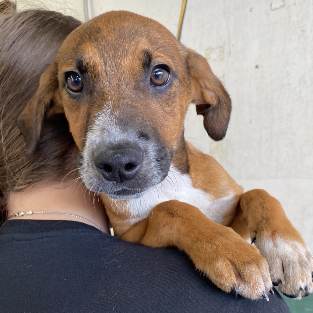 Mari, an adoptable Mixed Breed in Volcano, HI, 96785 | Photo Image 3