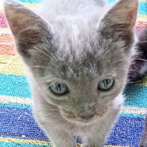 Cheesecake, Baby Male Domestic Short Hair