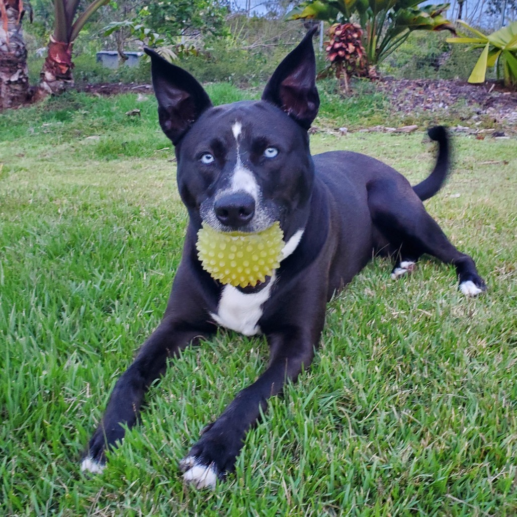 Lizzy, an adoptable Mixed Breed in Volcano, HI, 96785 | Photo Image 2