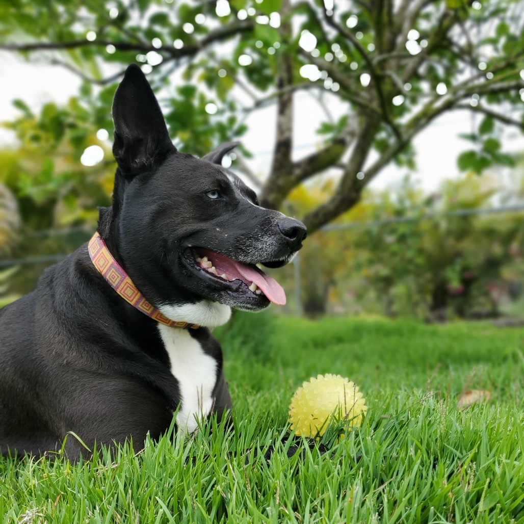 Lizzy, an adoptable Mixed Breed in Volcano, HI, 96785 | Photo Image 3