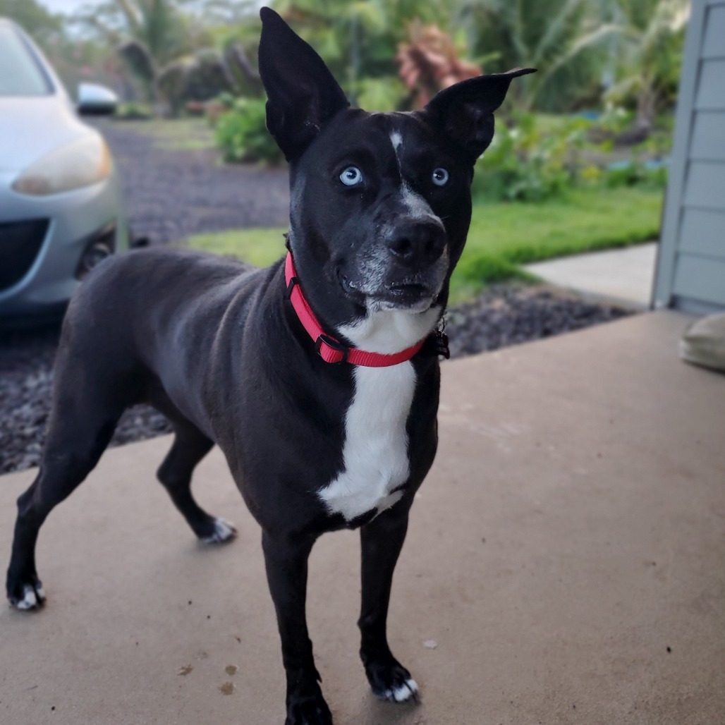 Lizzy, an adoptable Mixed Breed in Volcano, HI, 96785 | Photo Image 4