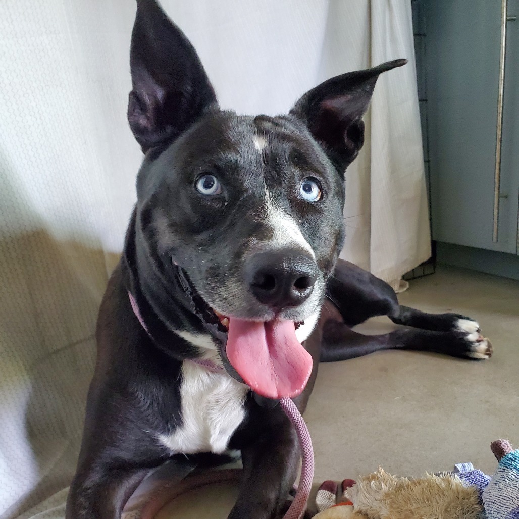 Lizzy, an adoptable Mixed Breed in Volcano, HI, 96785 | Photo Image 5