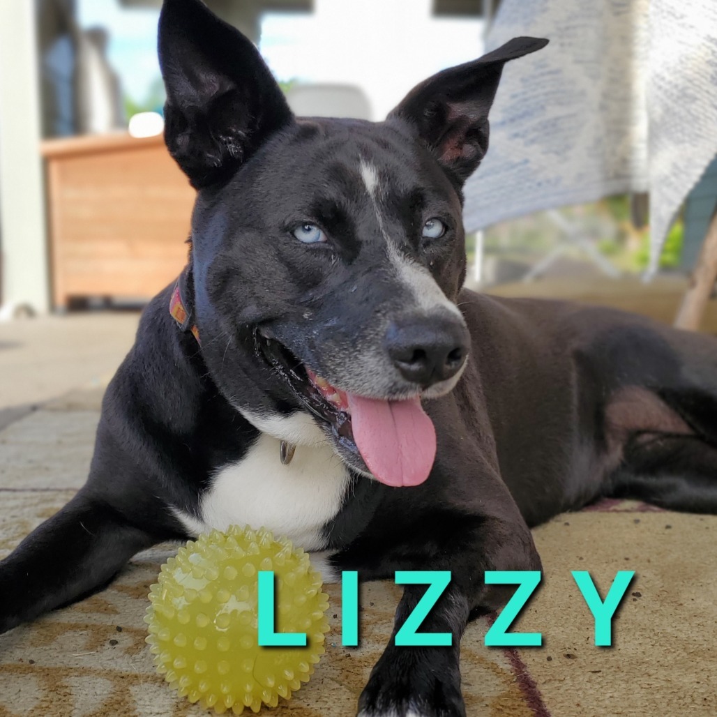 Lizzy, an adoptable Mixed Breed in Volcano, HI, 96785 | Photo Image 6