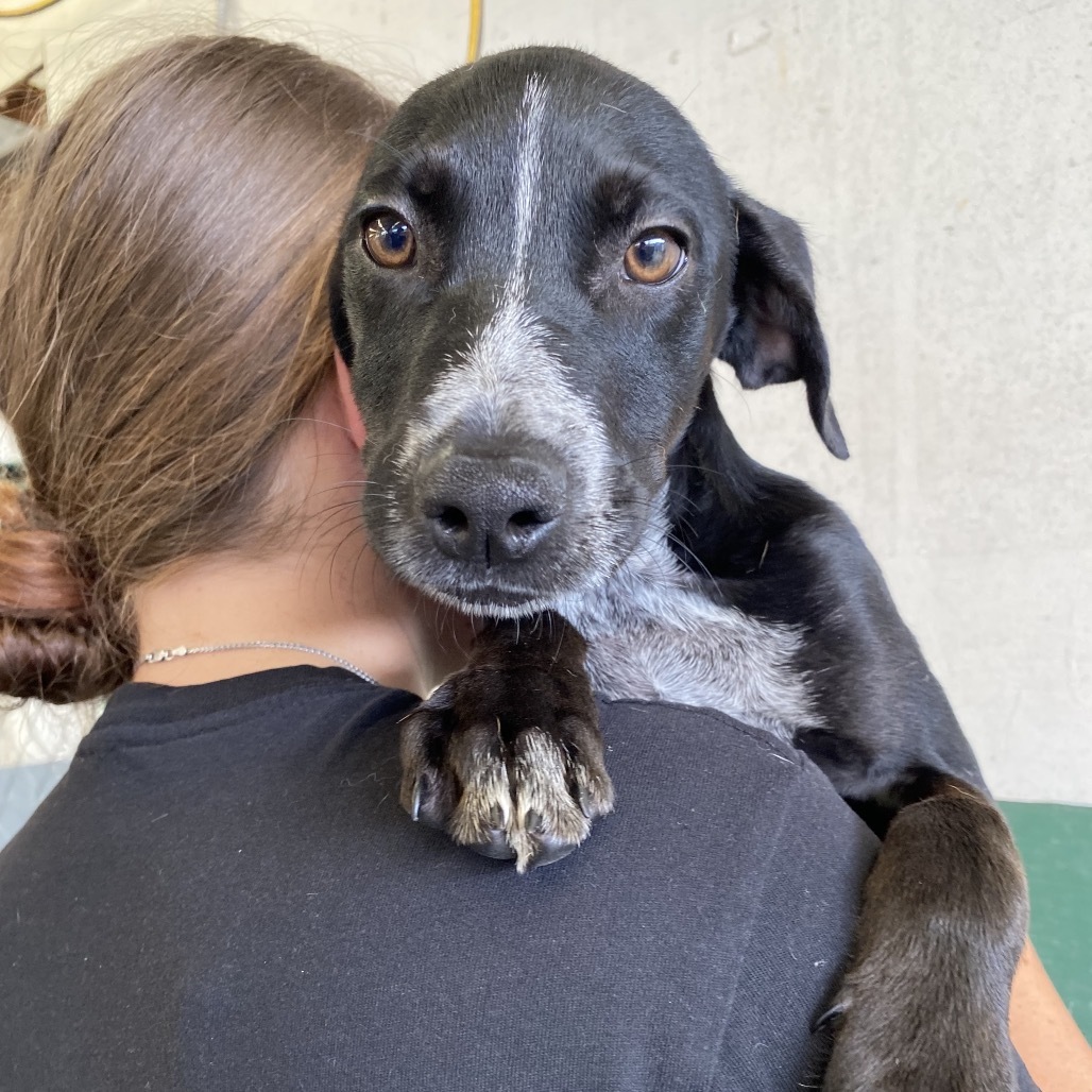 Sally, an adoptable Mixed Breed in Volcano, HI, 96785 | Photo Image 3