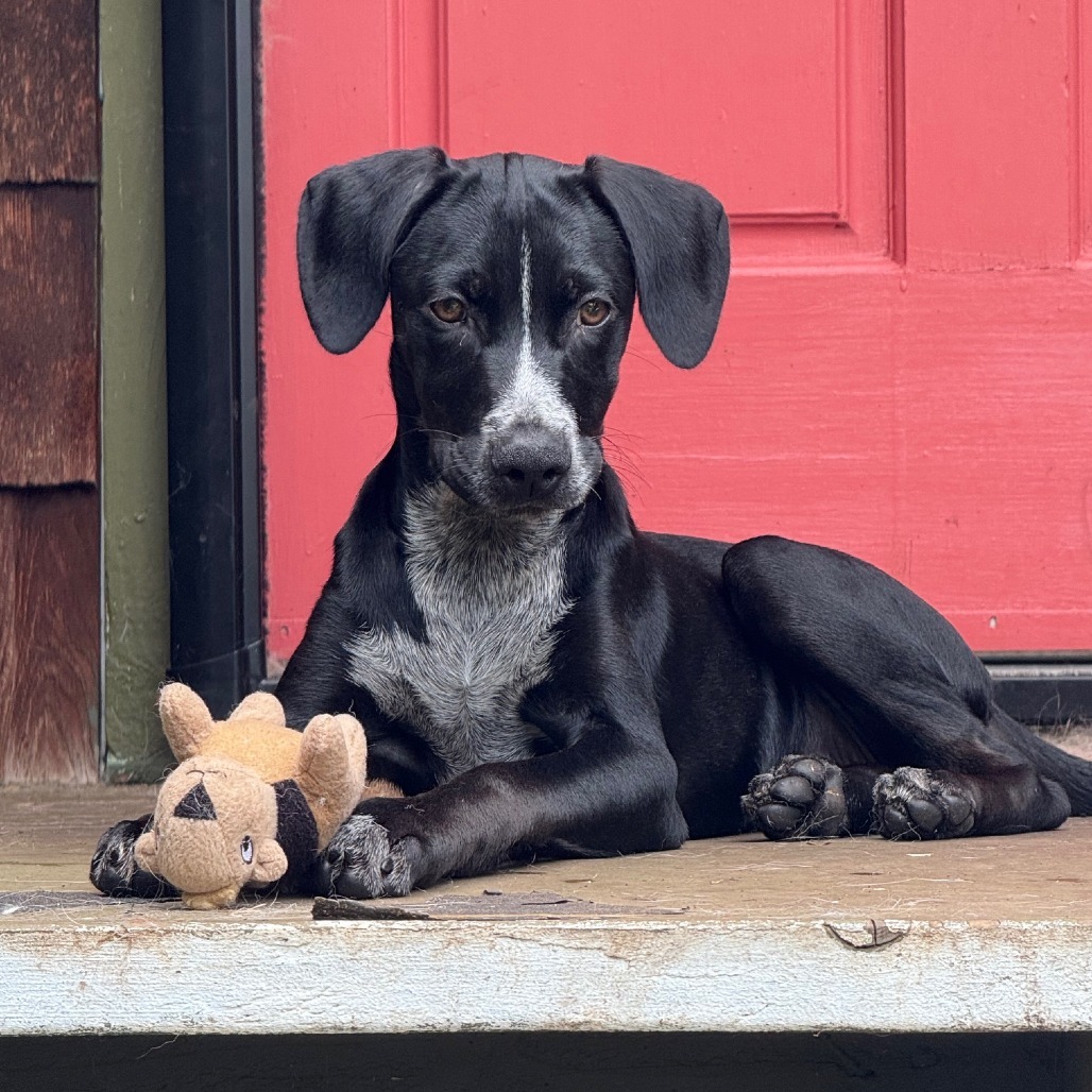 Sally, an adoptable Mixed Breed in Volcano, HI, 96785 | Photo Image 4