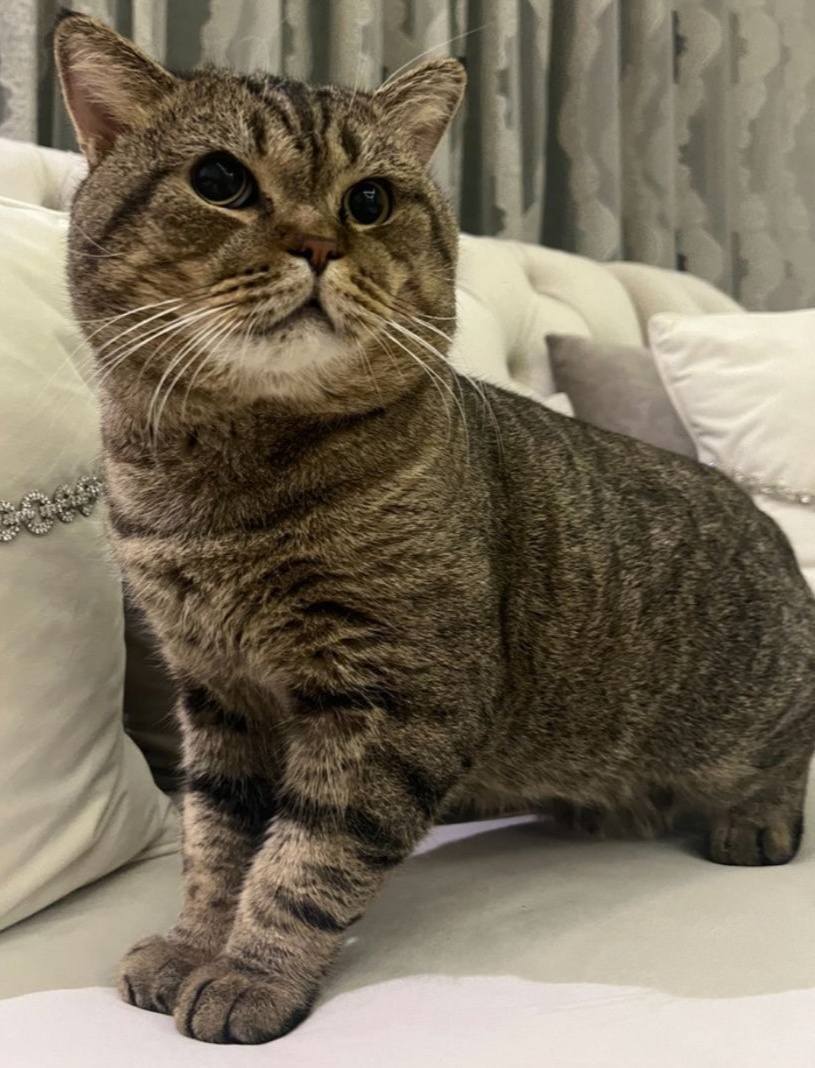 Mufasa