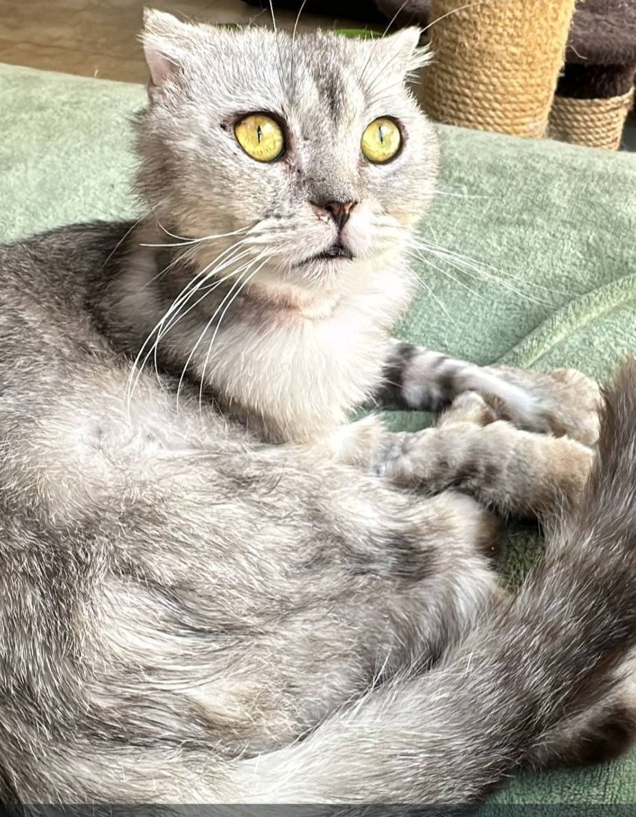Tuna