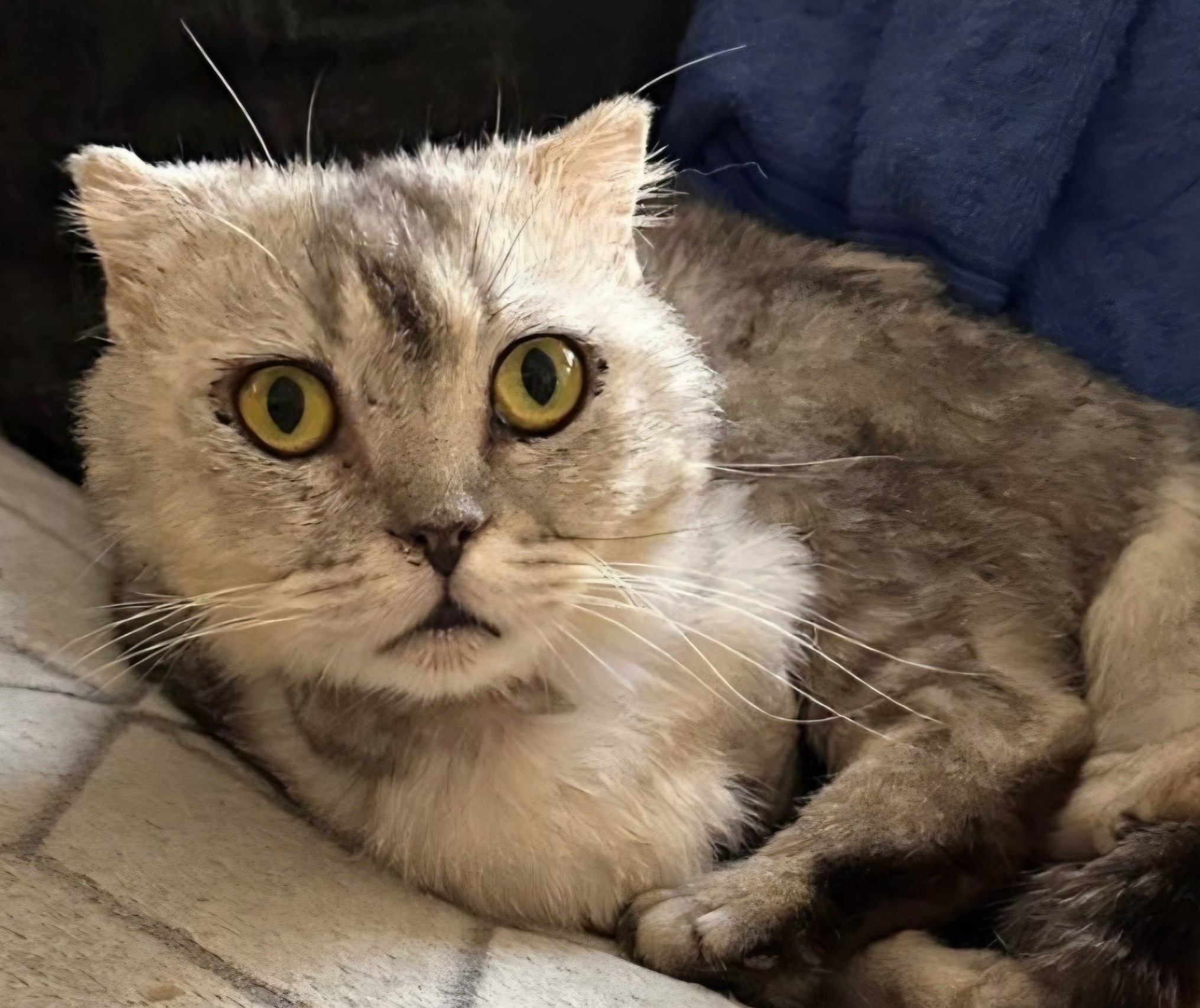 Tuna