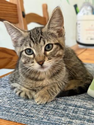 Sugar Cookie Domestic Short Hair Cat
