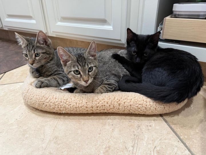 爆売り！ Cat Mix Hair Short Domestic a Cookie, Sugar - adoption for テープ・マスキングテープ