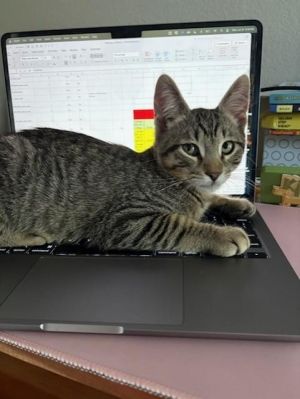 Hello My name is Biscotti- if you are looking for a butter ball who loves to purr party and get