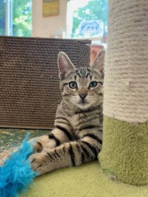 Hello My name is Shortbread I am a sweet sultry young lad who loves to play with toys and cuddle