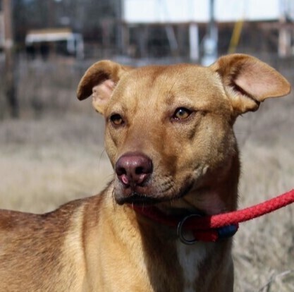 GORDITA, an adoptable Basenji, Terrier in Langley, BC, V2Y 3K1 | Photo Image 1
