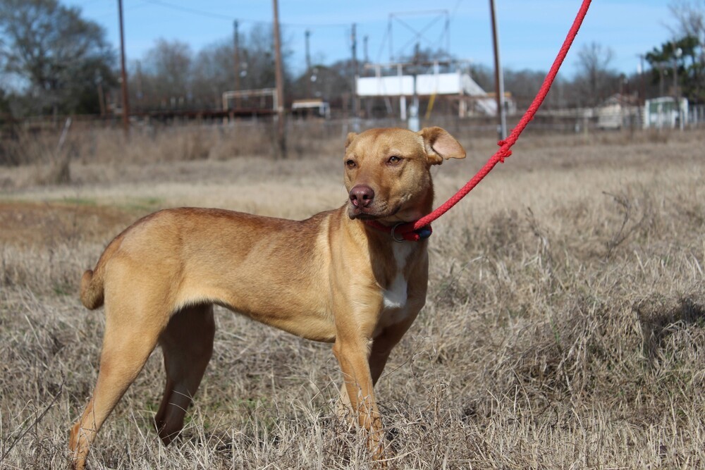 GORDITA, an adoptable Basenji, Terrier in Langley, BC, V2Y 3K1 | Photo Image 2
