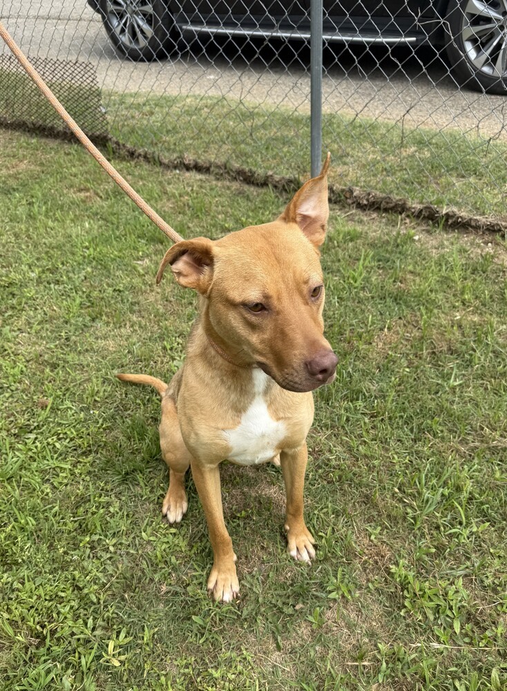 GORDITA, an adoptable Basenji, Terrier in Langley, BC, V2Y 3K1 | Photo Image 3