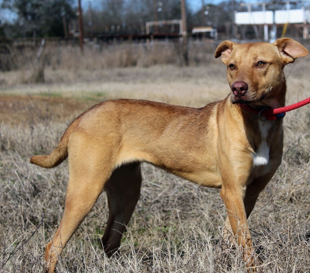 GORDITA, an adoptable Basenji, Terrier in Langley, BC, V2Y 3K1 | Photo Image 4