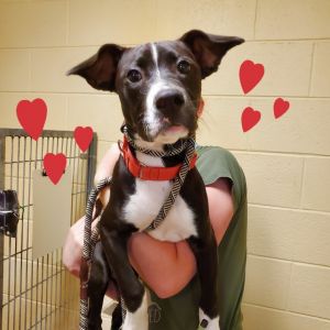 Ozzie, Baby Male Mixed Breed
