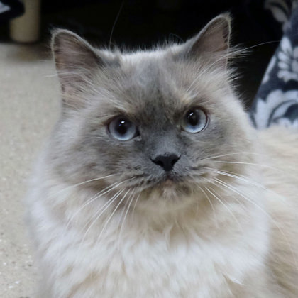 Sasha Velour, an adoptable Himalayan, Domestic Short Hair in Ann Arbor, MI, 48105 | Photo Image 1