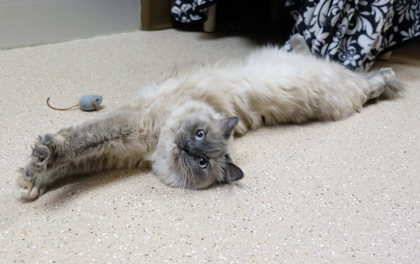 Sasha Velour, an adoptable Himalayan, Domestic Short Hair in Ann Arbor, MI, 48105 | Photo Image 3