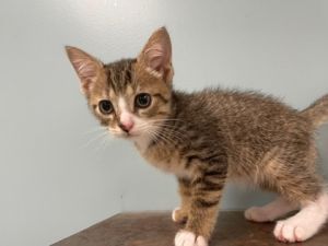 Pesto, Baby Male Domestic Short Hair