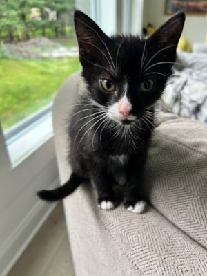 Carbonara, Baby Male Domestic Short Hair