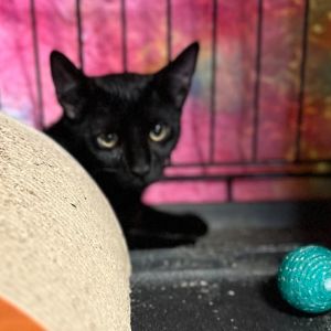 Raven, Young Female American Shorthair