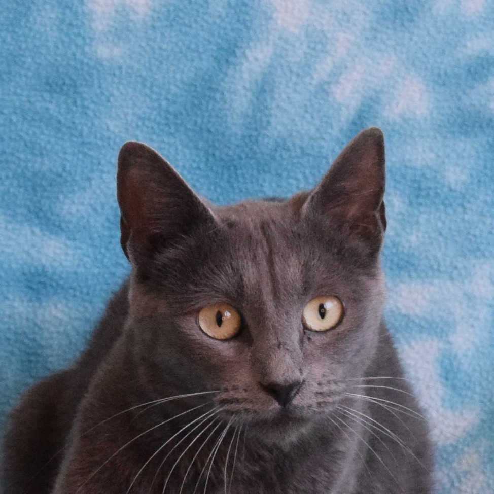 Eve, an adoptable Domestic Short Hair in Eureka, CA, 95503 | Photo Image 1