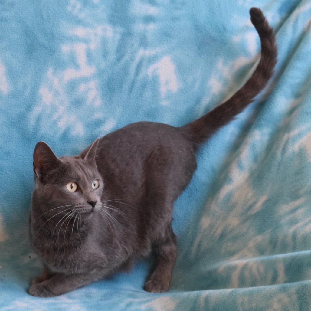 Eve, an adoptable Domestic Short Hair in Eureka, CA, 95503 | Photo Image 2