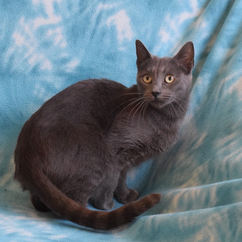Eve, an adoptable Domestic Short Hair in Eureka, CA, 95503 | Photo Image 3