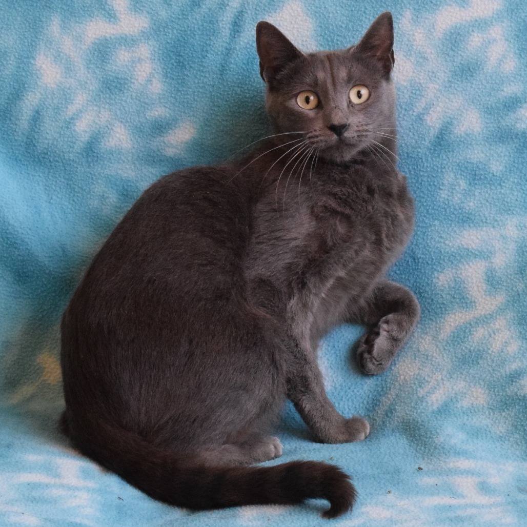Eve, an adoptable Domestic Short Hair in Eureka, CA, 95503 | Photo Image 4