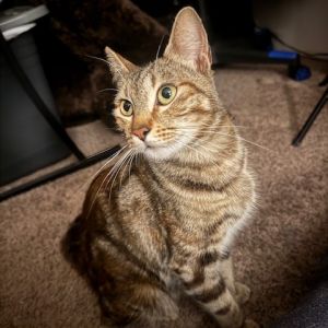 Momma Elphie, Adult Female Domestic Short Hair