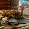 Momma Elphie photo 3