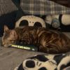 Momma Elphie photo 5