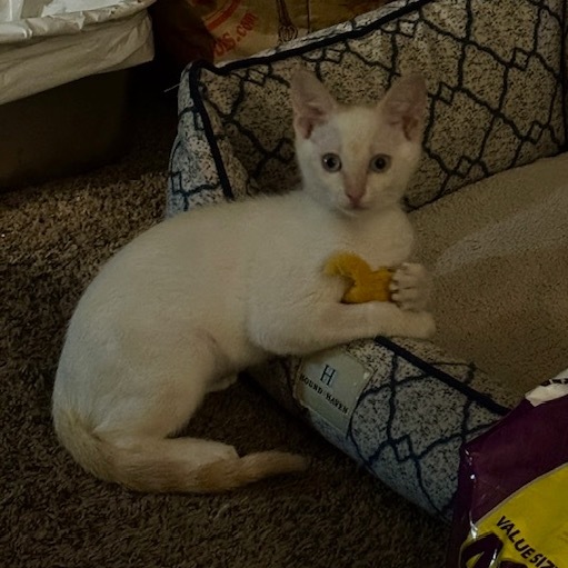 Casper