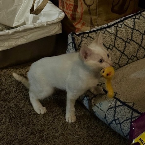 Casper