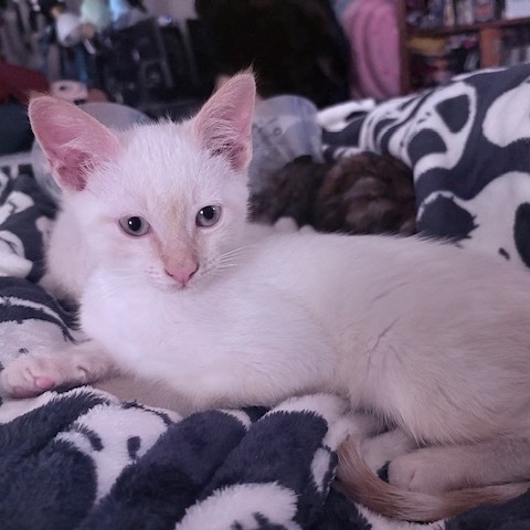 Casper
