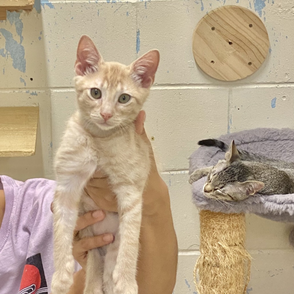 Gato