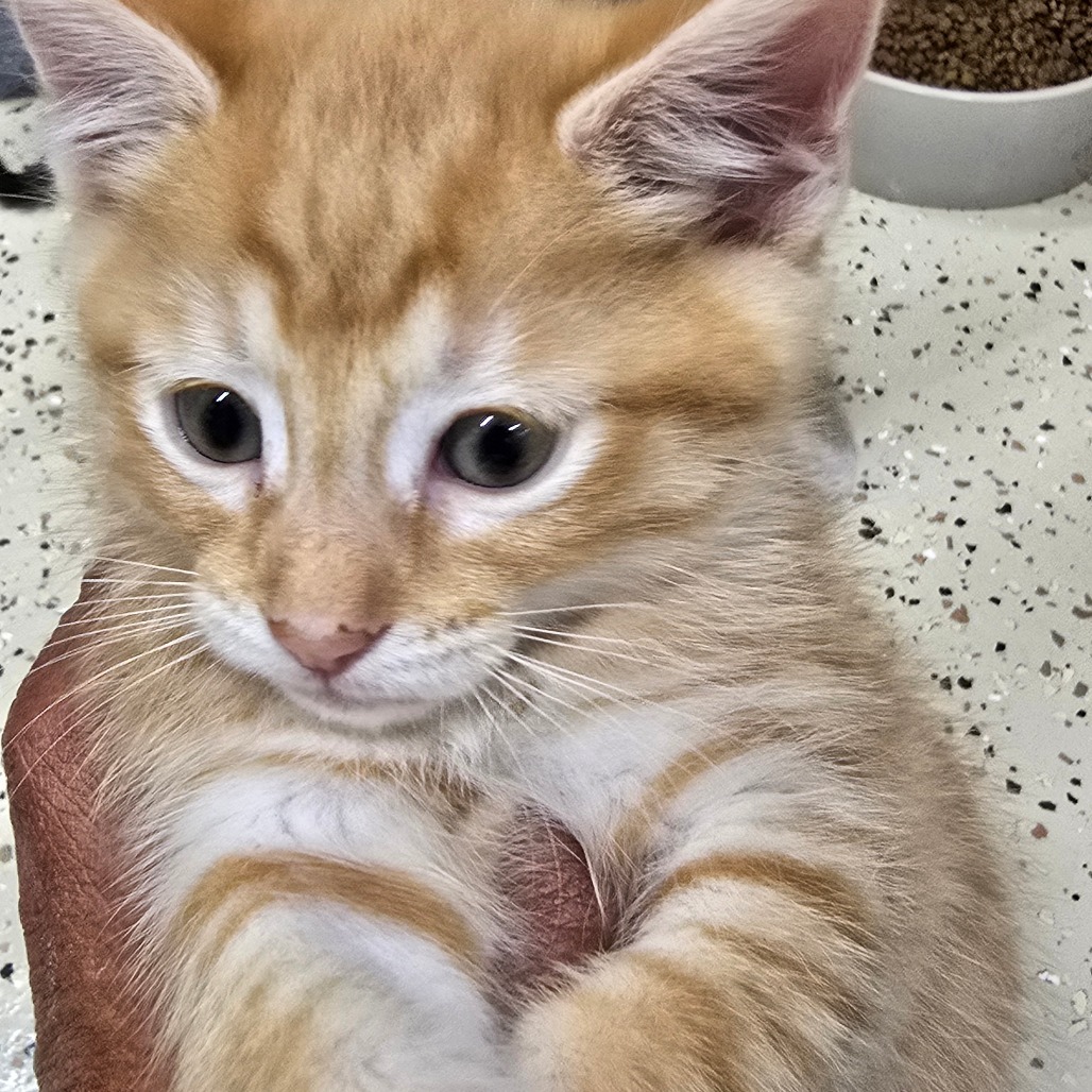 Kedi
