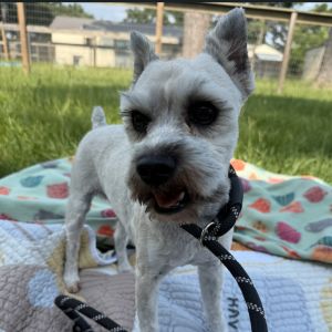 Meet Chilleno a 4-year-old 12-pound Schnauzer with a heart full of hope and a spirit thats starti