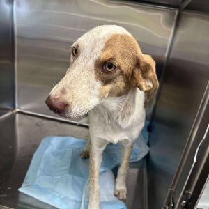 Cher 25-05-111, Young Female Cattle Dog