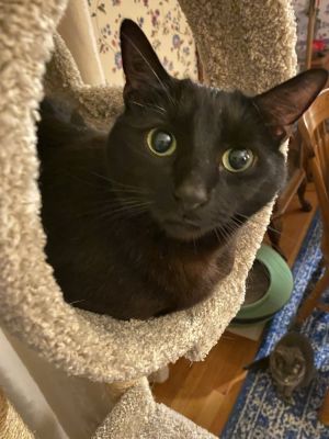 COLE, Adult Male Domestic Short Hair