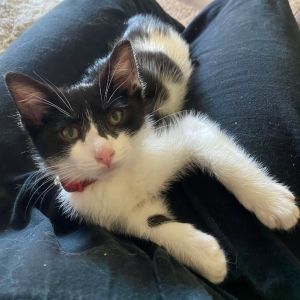 Sylvester Knieriem, Baby Male Domestic Short Hair
