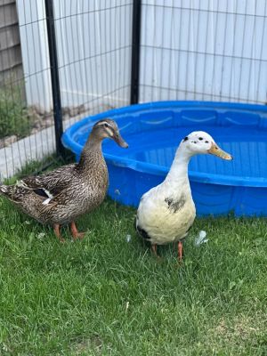 Dino / Reba, Young Male Duck